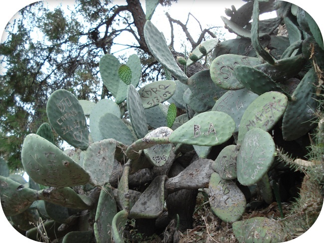 tags sur les cactus Espagne Malaga