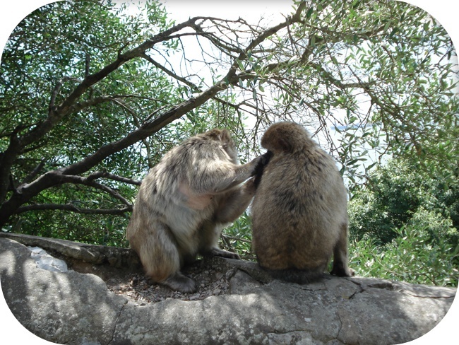 singe Magot de Gibraltar