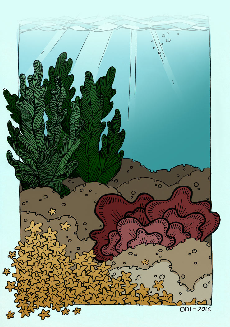 doodle mer