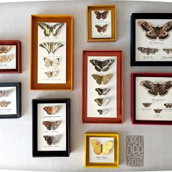 Série de cadres papillons naturalisés